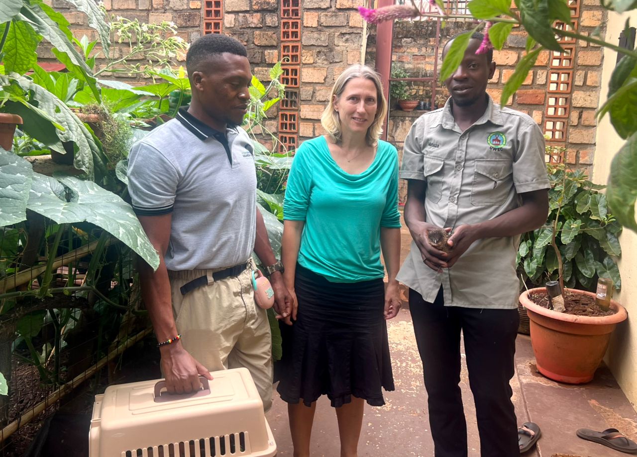 rescue of the White-browed Coucal bird
