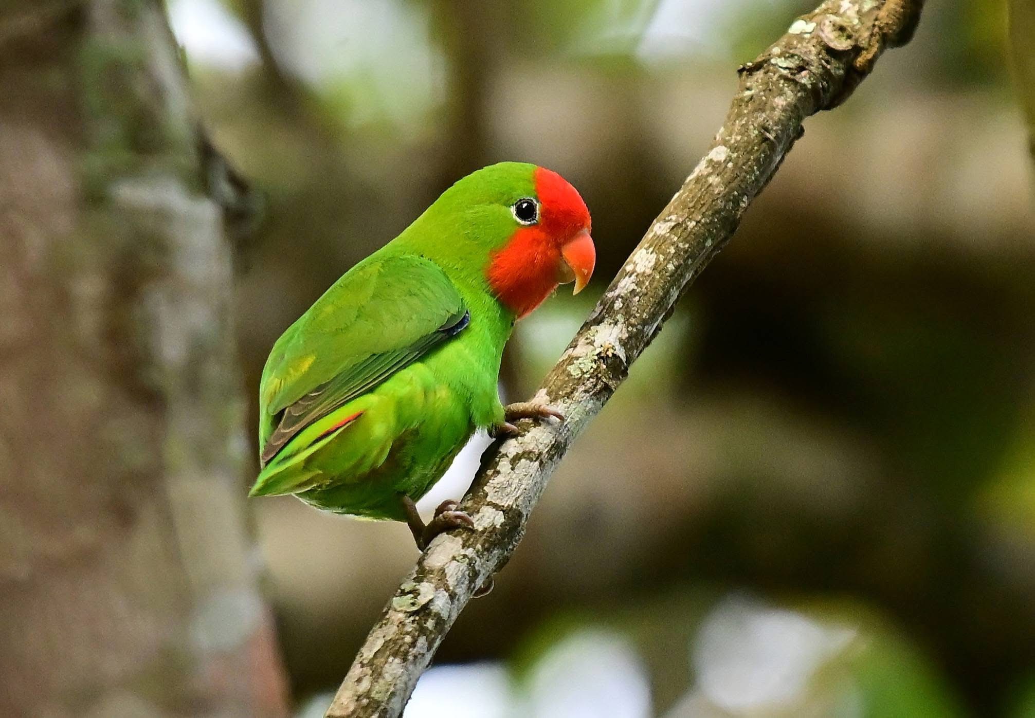 Red-headed Lovebird