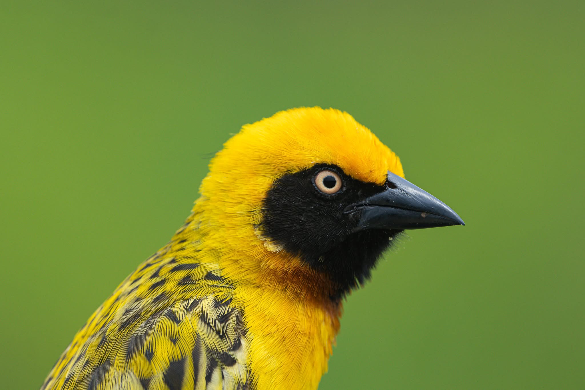 Avian Conservation Uganda Birds