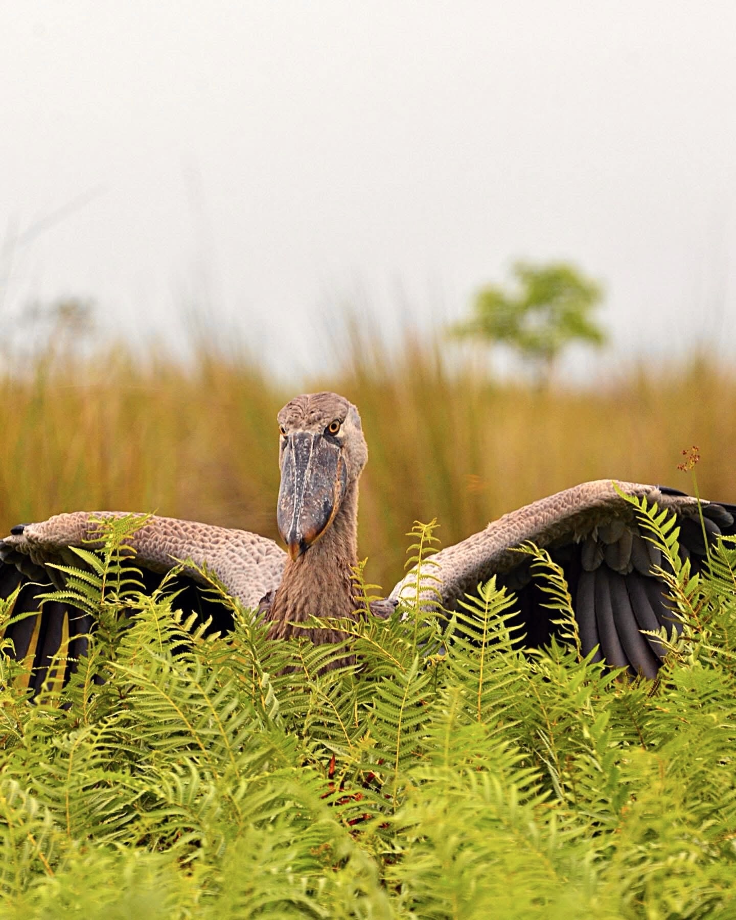 Avian Conservation Uganda Shoebill Stork