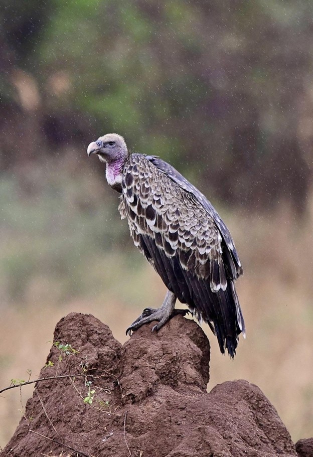 Griffon Vulture