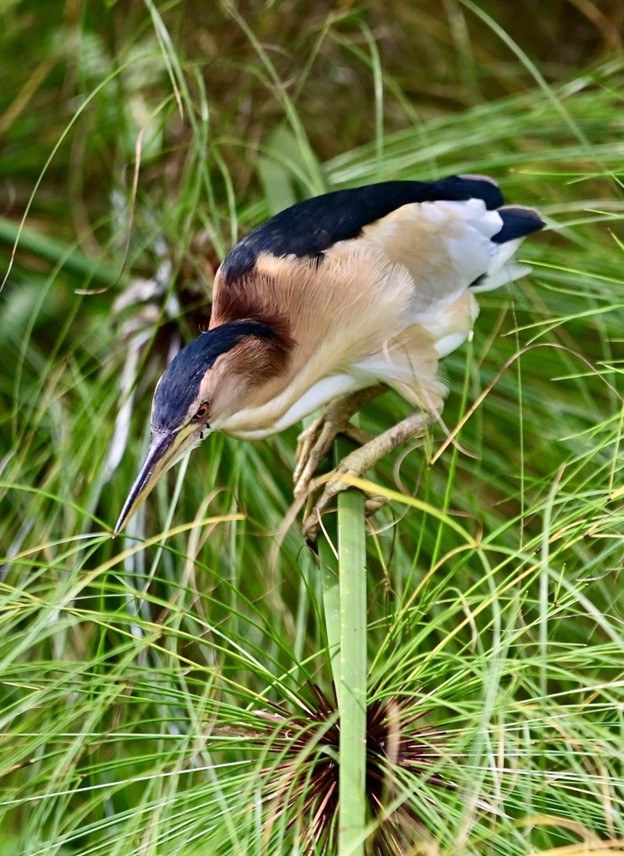 Little Bittern