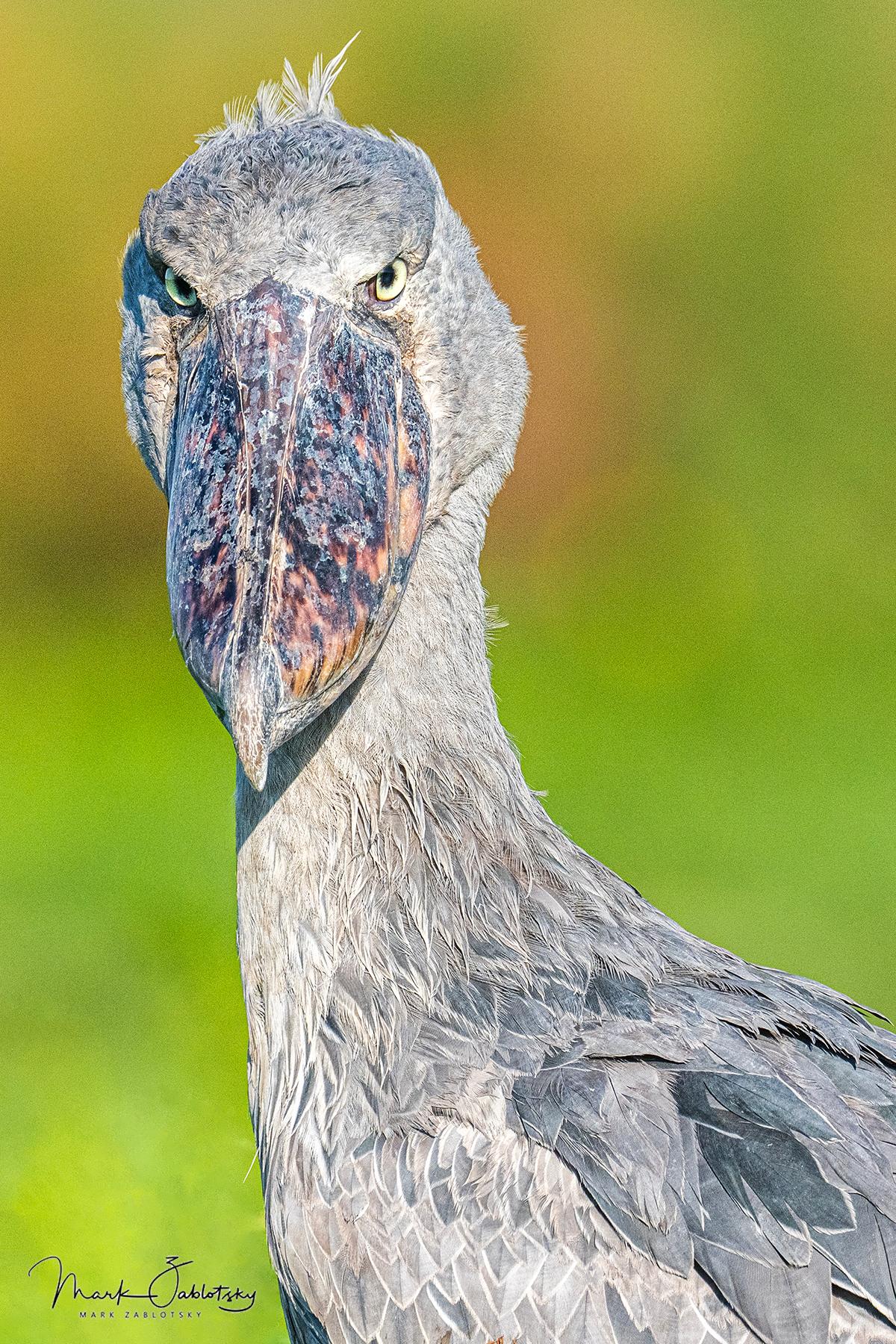 avian conservation uganda (17)
