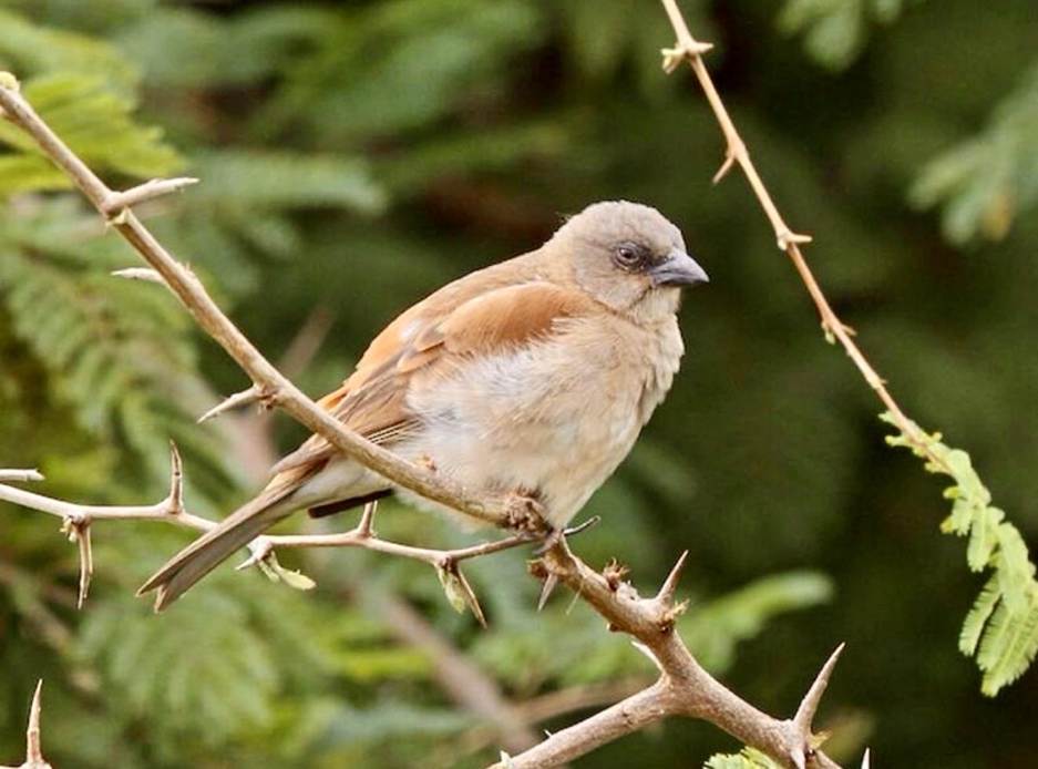 The Northern Grey-headed Sparrow