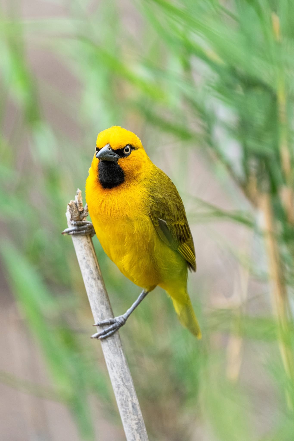 Heuglin’s Masked Weaver