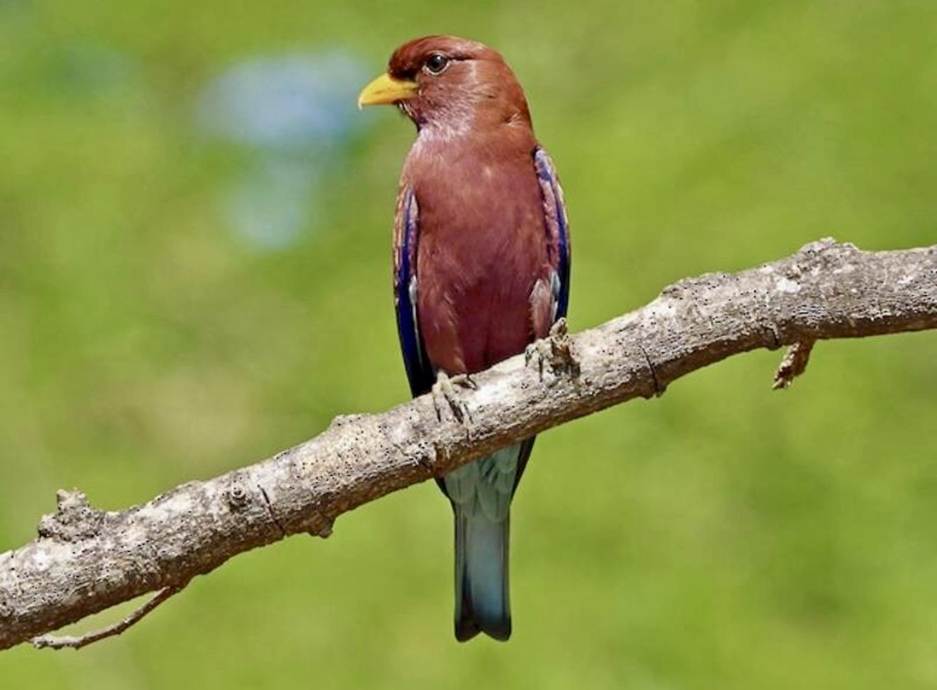The Broad-billed Roller
