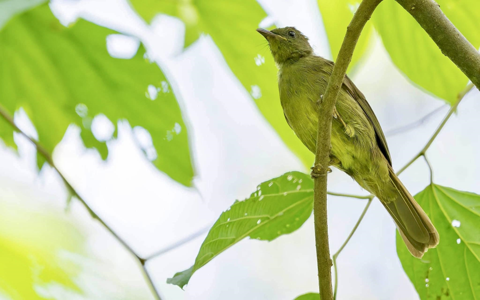 Little Greenbul