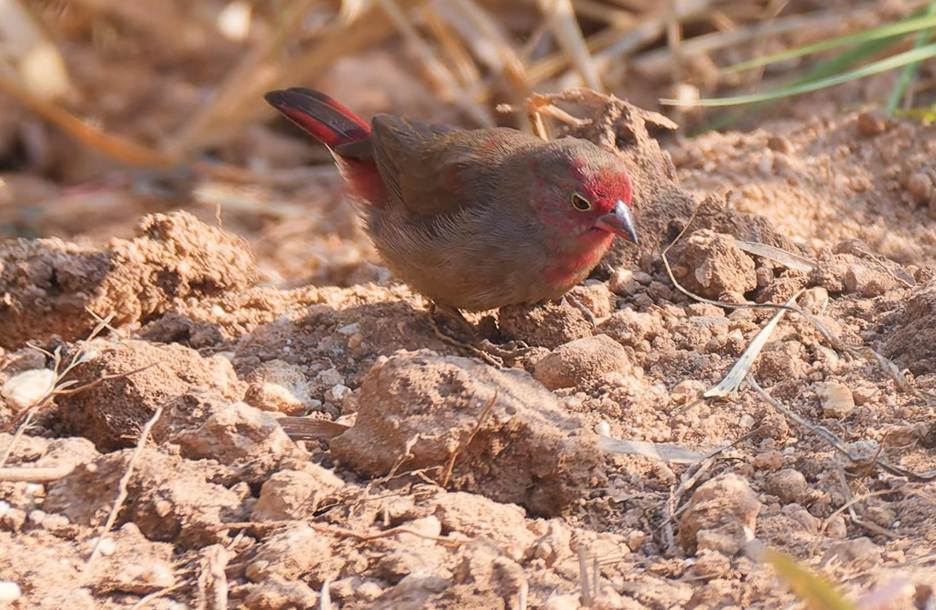 Finches