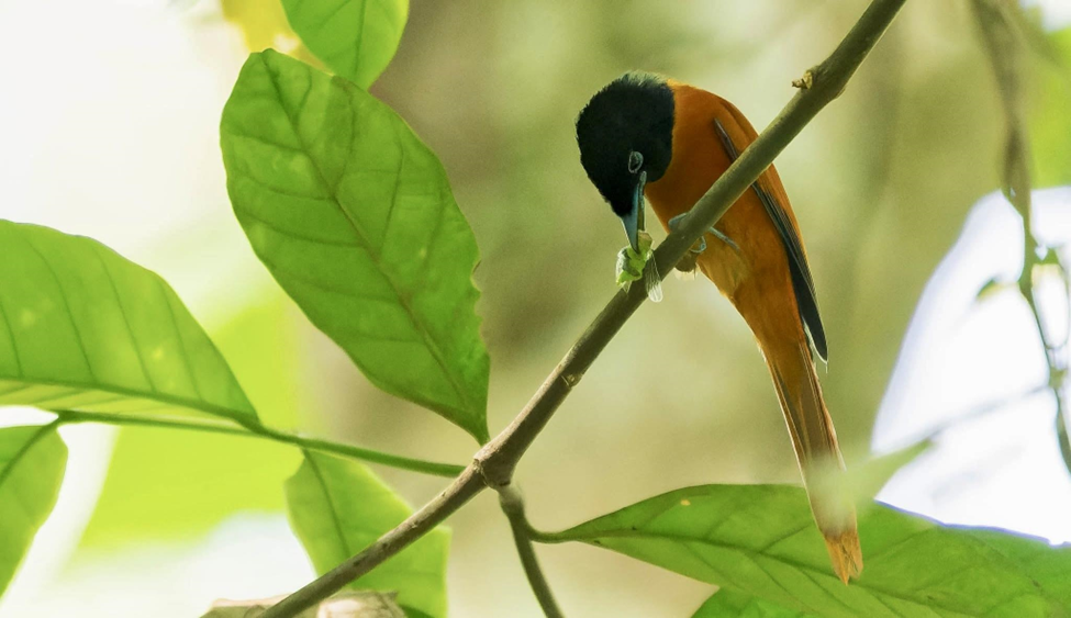 Red-bellied Paradise Flycatcher