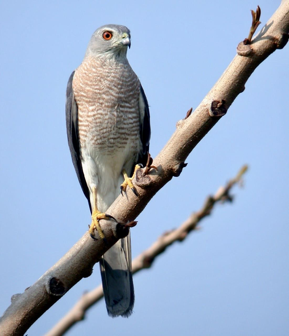 Shikra