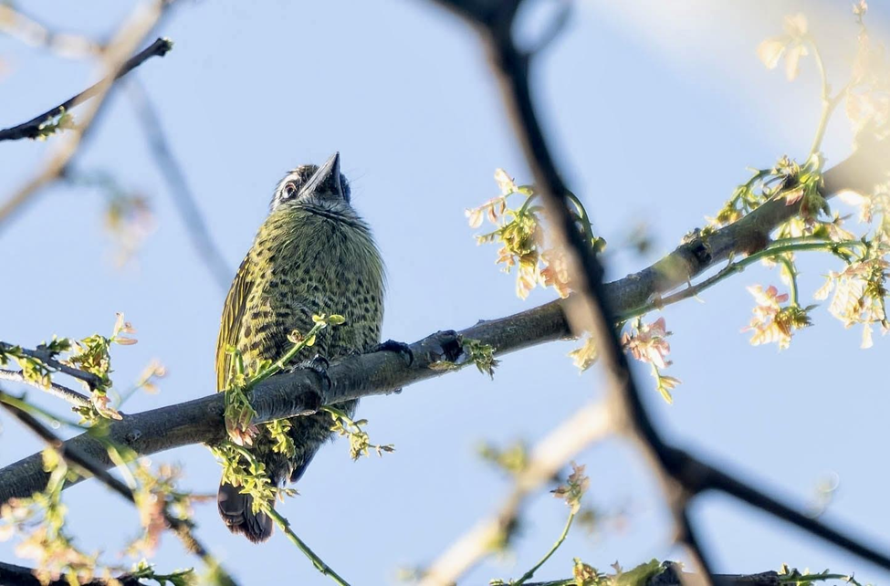 Hairy-breasted Barbet