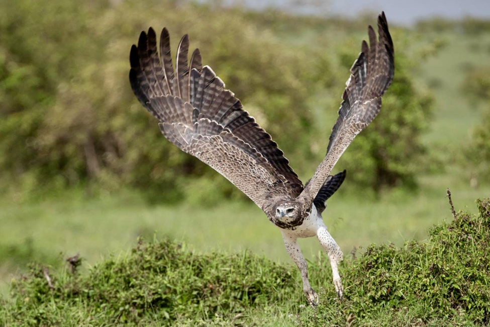 Martial Eagle