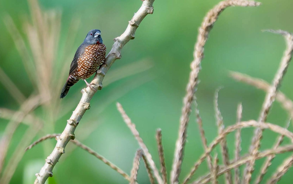 Brown Twinspot