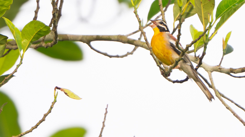Golden-breasted Bunting