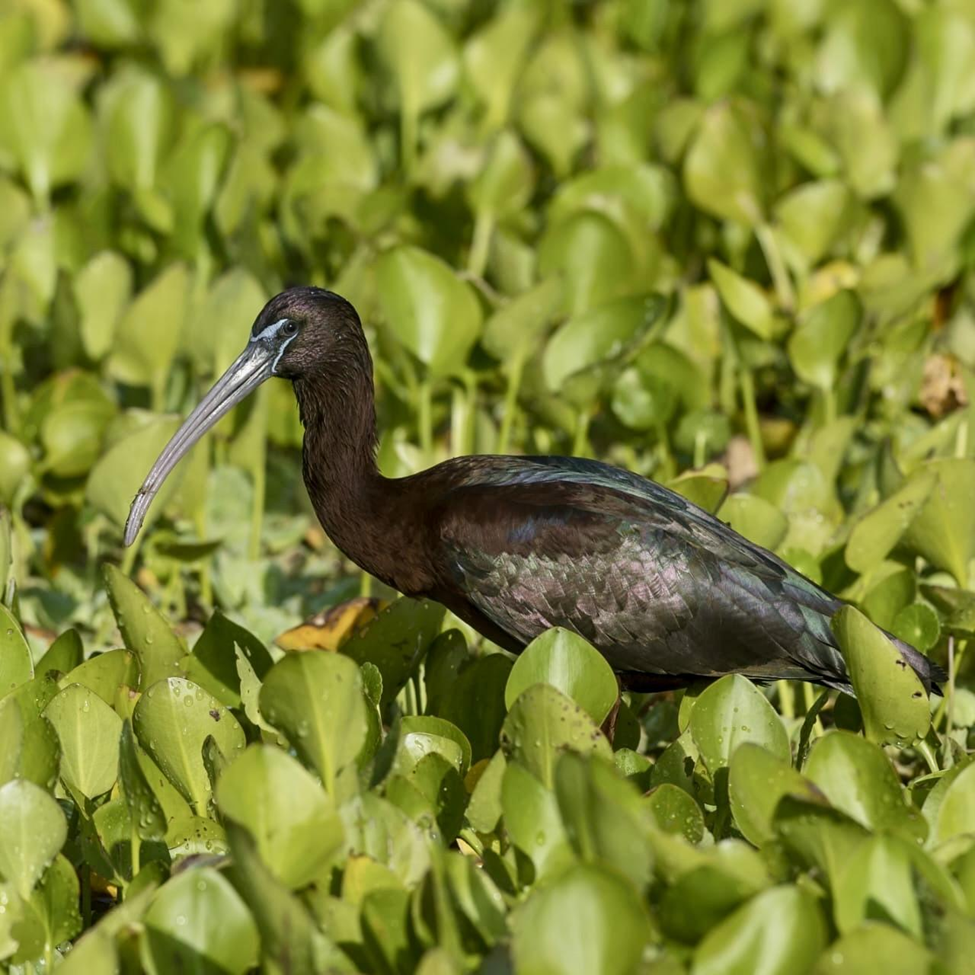 Glossy Ibis