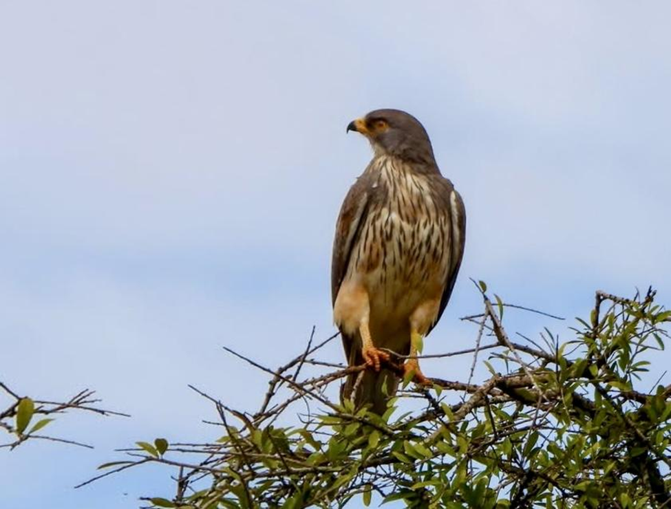 Grasshopper Buzzard