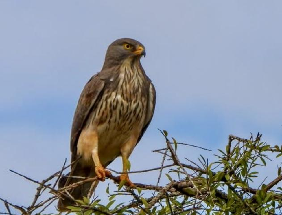 Grasshopper Buzzard