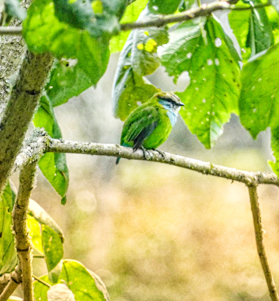 Grauer’s Broadbill
