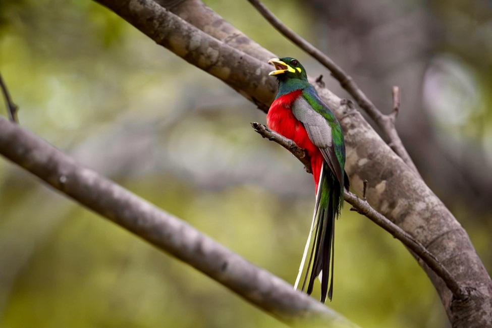 Narina Trogon