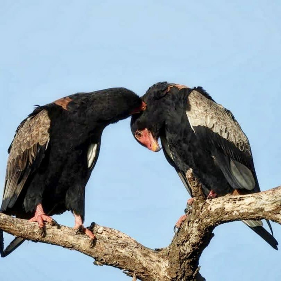 Bateleur