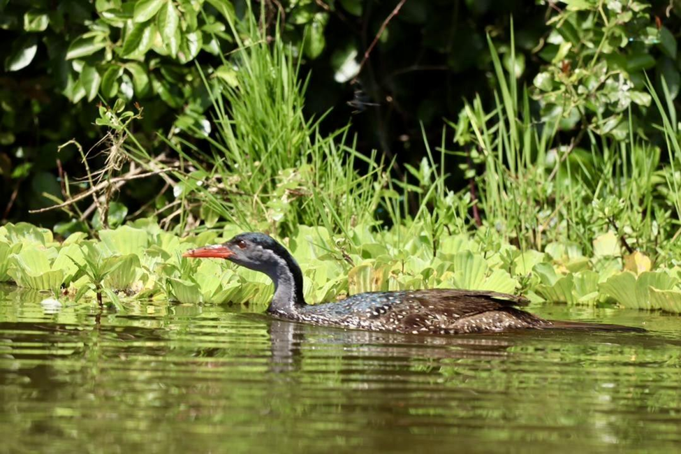 African Finfoot