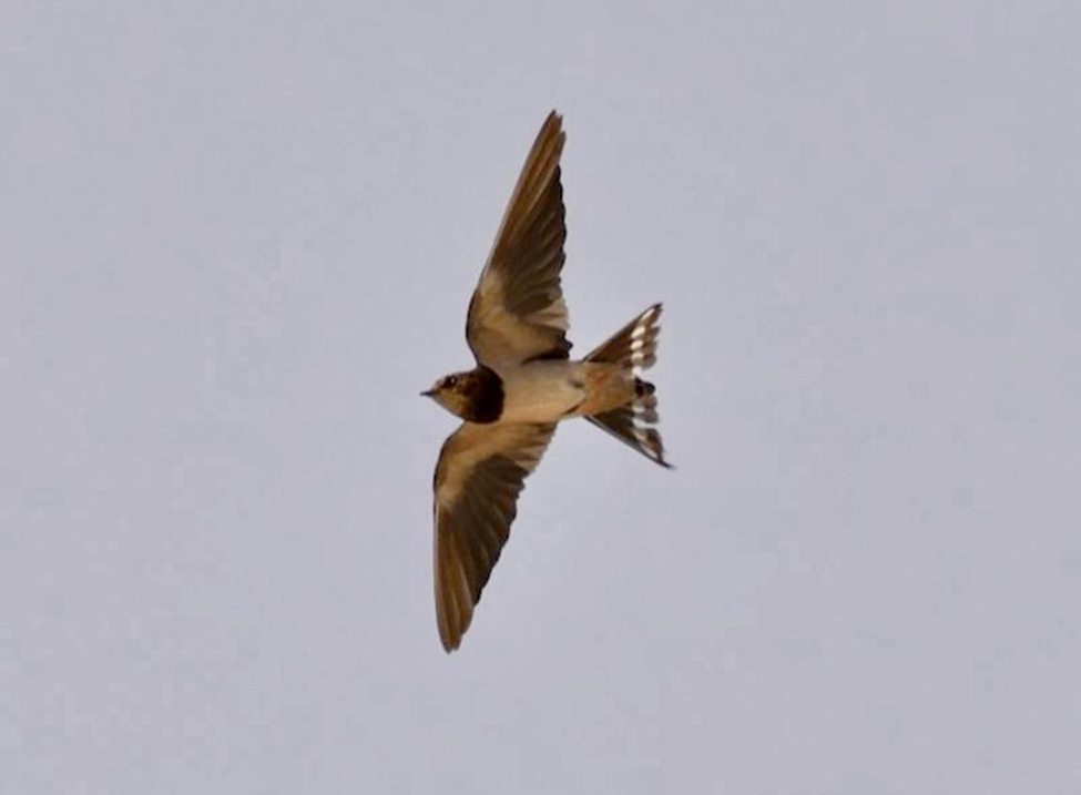 Barn Swallow