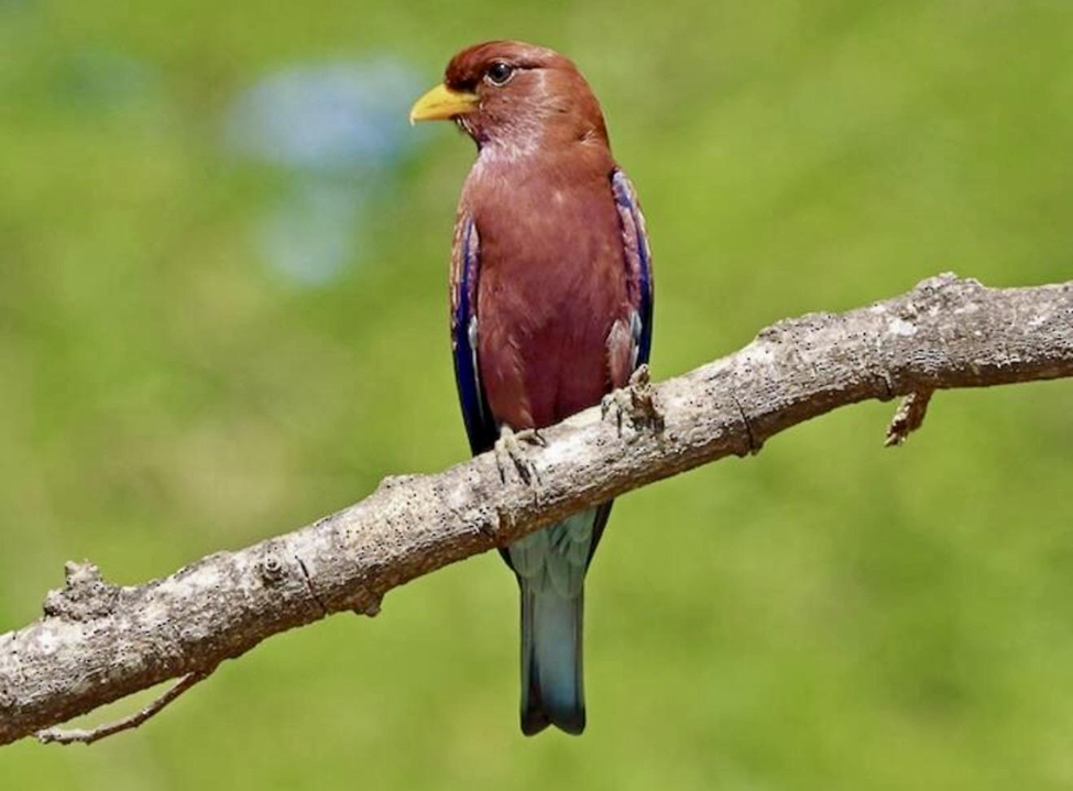 Broad-billed Roller