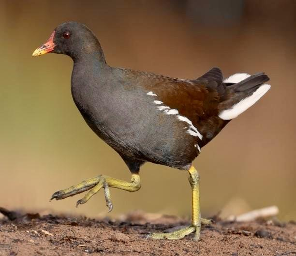 Eurasian Moorhen