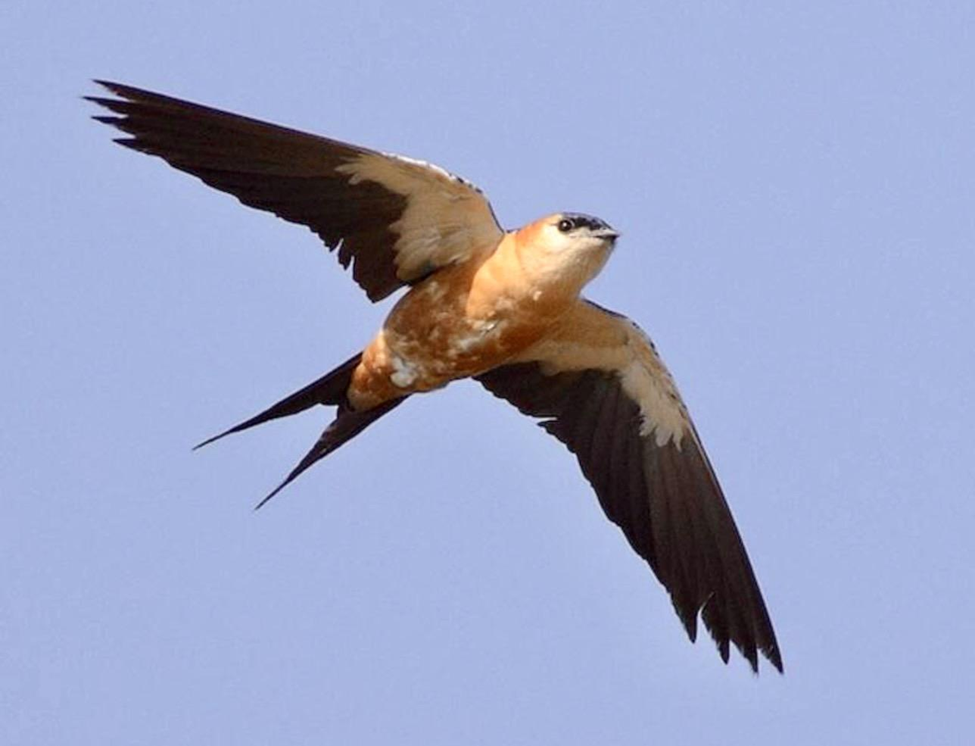 Mosque Swallow