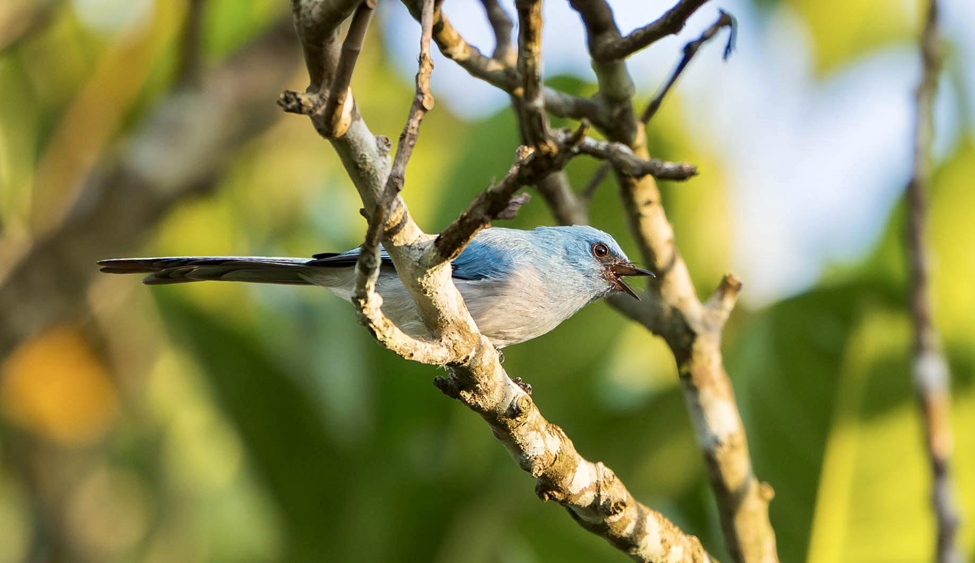 African Blue-Flycatcher