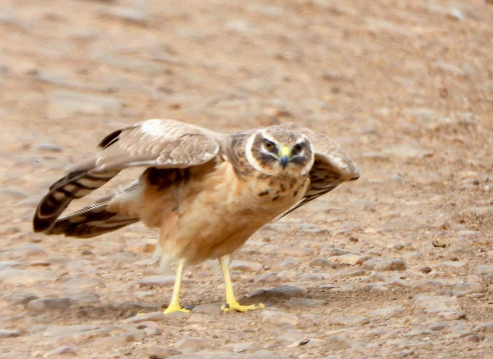 Pallid Harrier