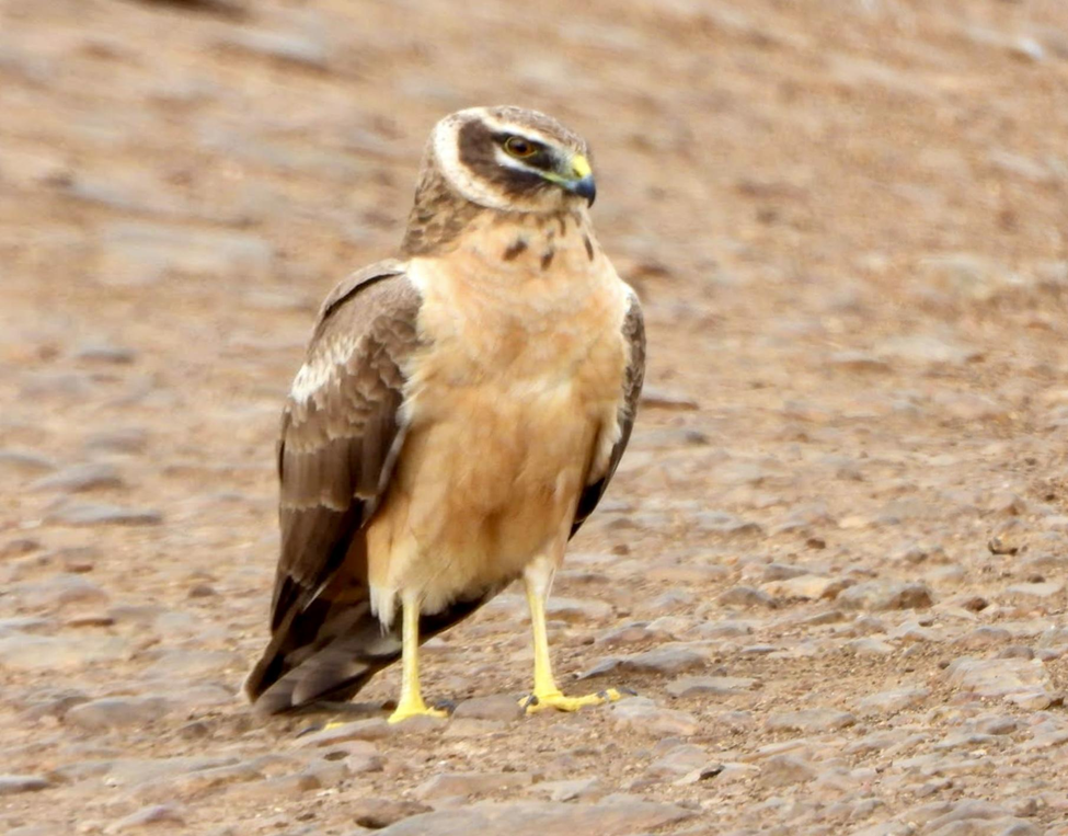 Pallid Harrier