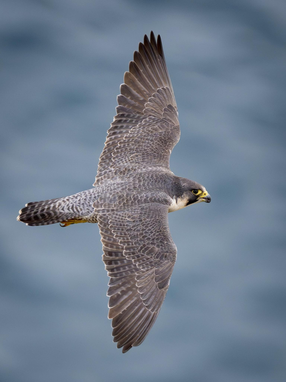 Peregrine Falcon