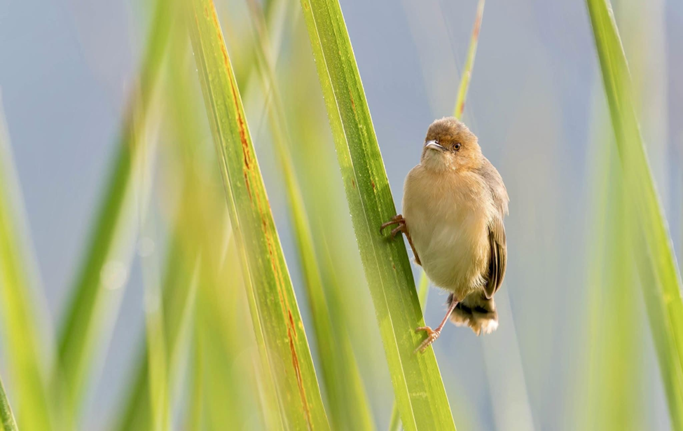 Red-faced Cisticola