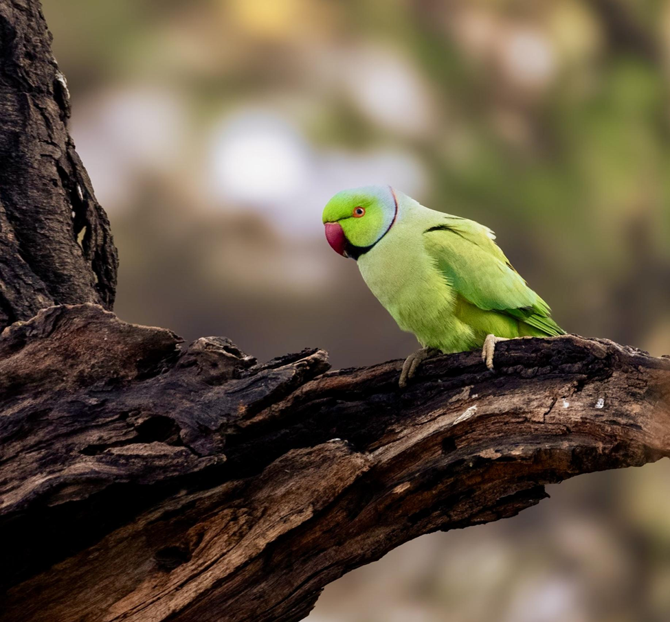 Rose-ringed Parakeet