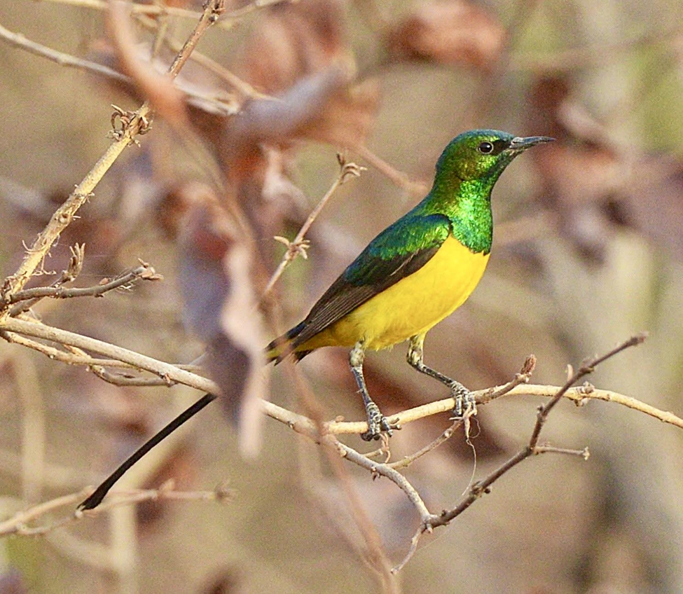 Collared Sunbird
