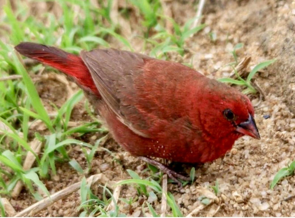 Red-billed Firefinch