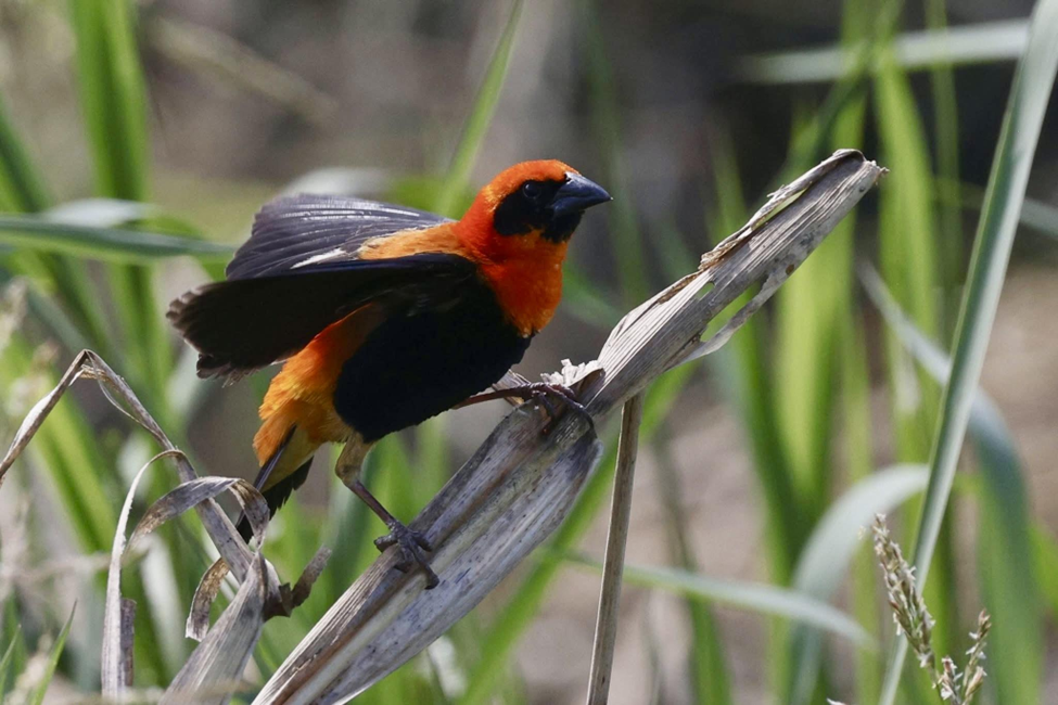 Southern Red Bishop