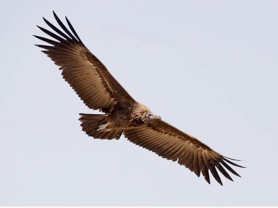 Hooded Vultures