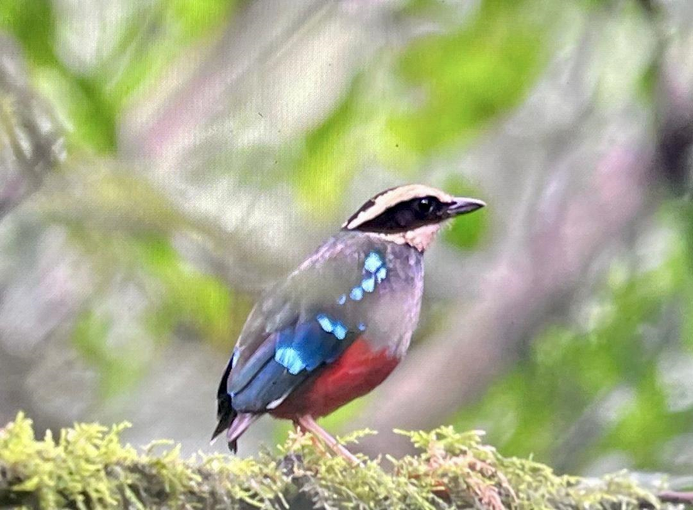 African Green-breasted Pitta