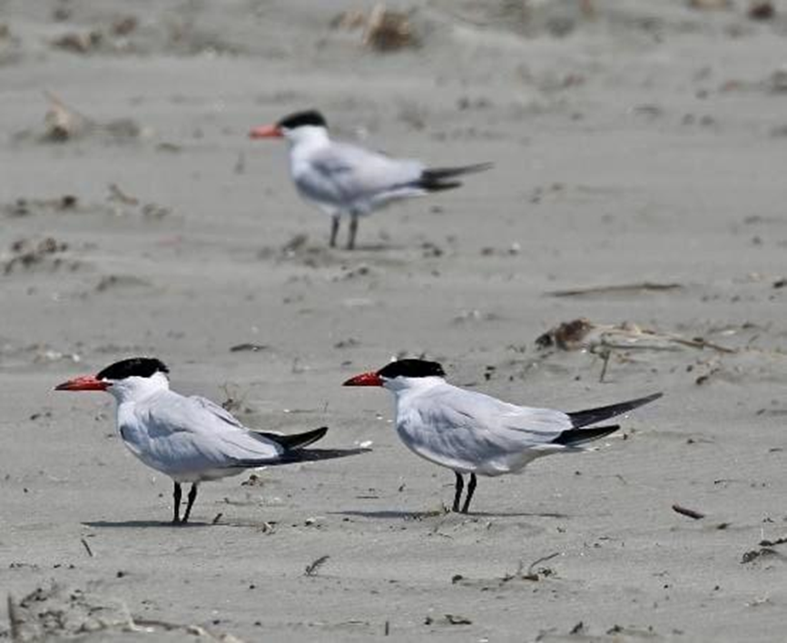 Caspian Tern