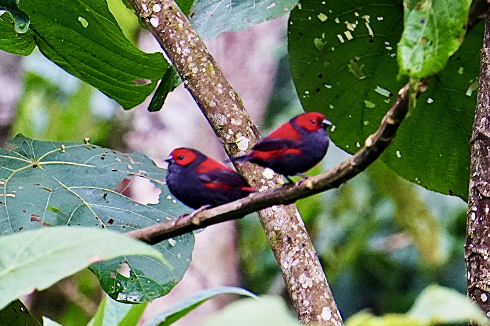 Dusky Crimsonwing