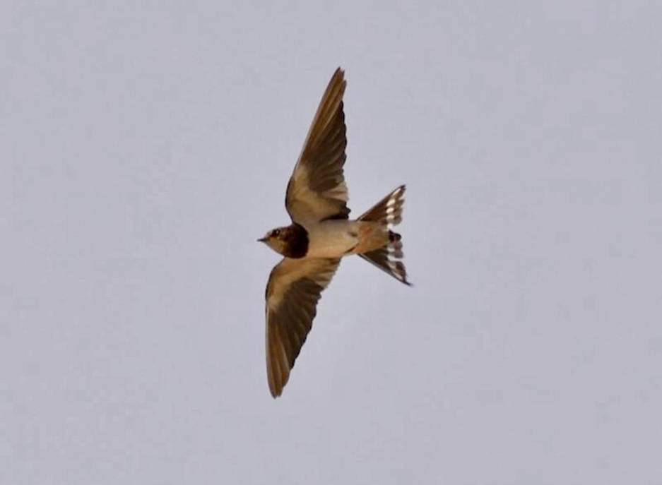 The Angola Swallow