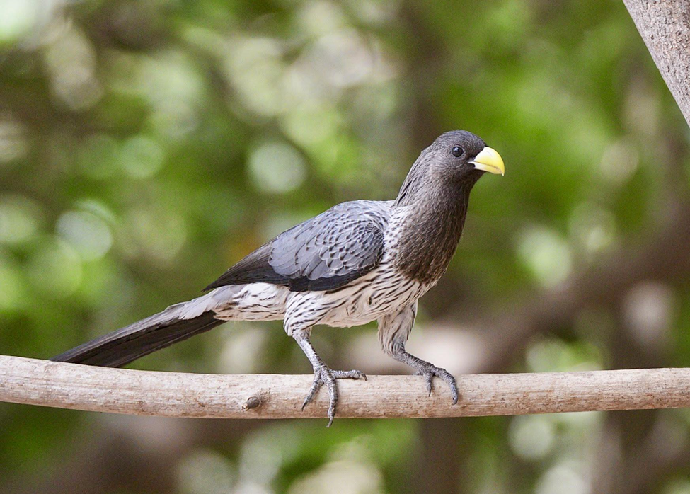 Eastern Plantain-eater