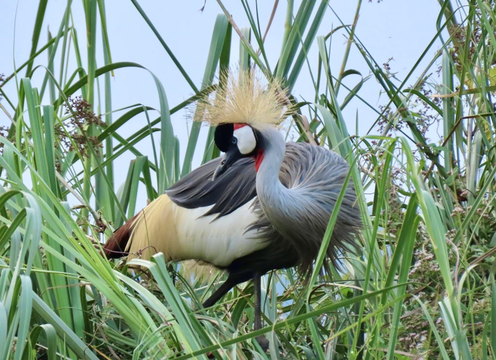 Grey-crowned Crane