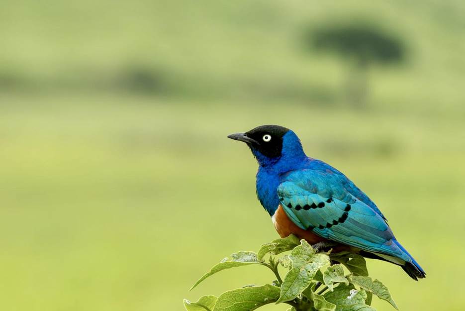 Why Do Birds Sing at Sunrise?