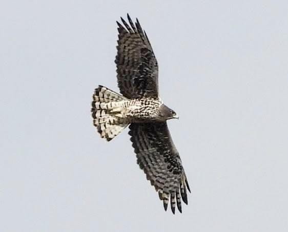 African Hawk Eagle