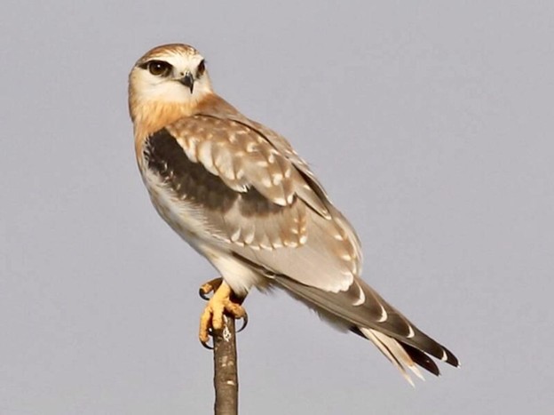 Black-shouldered Kite