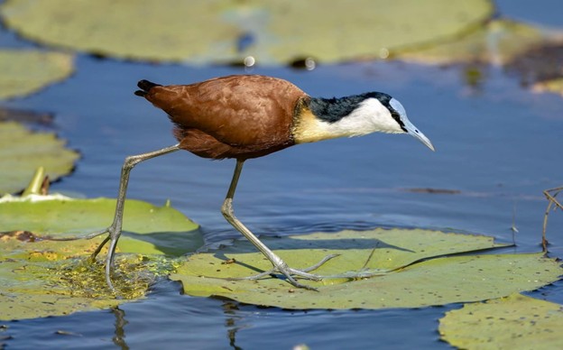 The African Jacana