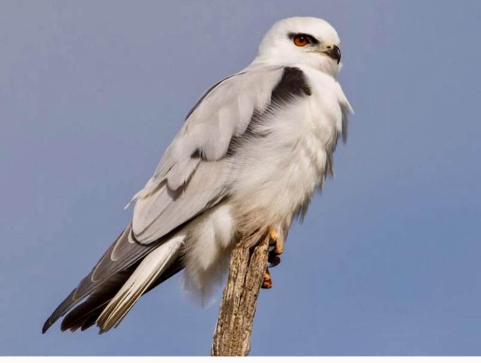 Black-shouldered Kite